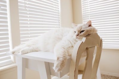 躺在白色木桌上的猫的特写摄影
